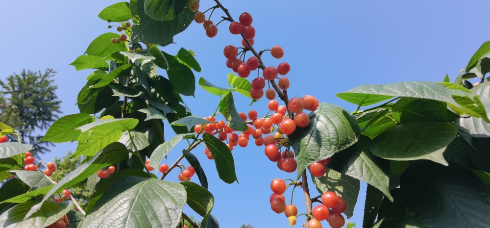 2025成都·蒲江櫻桃旅游季啟幕 以“抿甜”滋味，品文旅盛宴